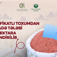 Azərbaycanda yerli toxumçuluğun təşviqi üçün yeni mexanizmlər tətbiq edilir