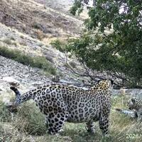 Caucasian leopard spotted on camera with three cubs in Zangazur National Park