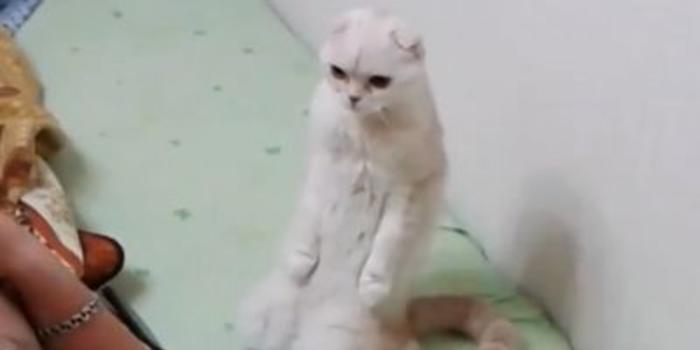 Вставать под гимн. Исполняют гимн. Правила исполнения гимна. Вставать под гимн. Вставать под гимн.